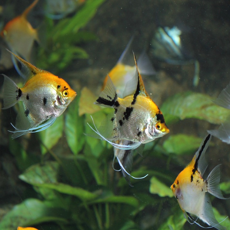 Pt.scalare   Maanvis koi M